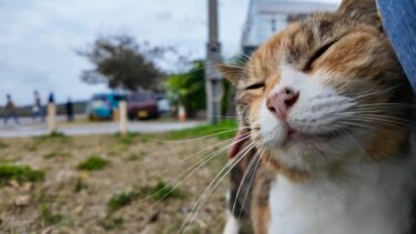 会った瞬間からゴロゴロ言ってる三毛猫ちゃんがかわい過ぎる【感動猫動画】