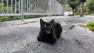 歩道にいた黒猫ちゃんはめちゃめちゃ甘えん坊だった【感動猫動画】