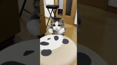 オデコは忠実な猫です【ひのき猫】