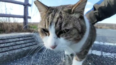 【今週のボツ動画】佐賀県の猫島・福岡県の漁港で撮った未公開猫動画まとめて公開-unreleased video of this week-2025/2/4w【感動猫動画】