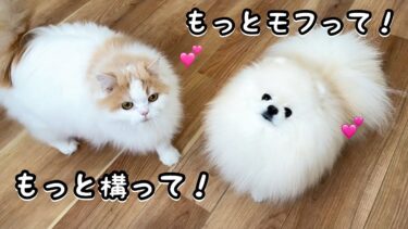 構えば構うほどもっと甘えん坊になる猫と犬が攻めてきて可愛すぎました！【猫のレモンちゃんねる】