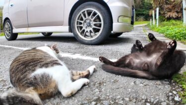 駐車場にいた猫二人組、一旦は逃げようとしたけどやっぱりモフられに来た【感動猫動画】