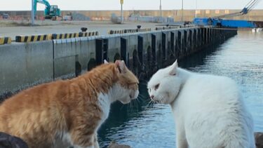 漁港の猫ちゃん達テトラポットで激しく口論していました【感動猫動画】