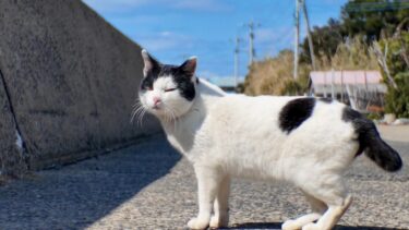 DJI Osmo Pocket 3 ファームウェアアップデート 中望遠モードで猫を撮ってきた【感動猫動画】