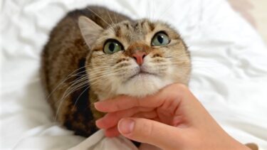 うちの猫の甘えたい時と甘えたくない時の落差がすごい…！【ポムさんとしまちゃん / ねこべや】