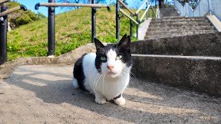 階段の下にいた猫、降りていくとモフられに寄ってきた【感動猫動画】