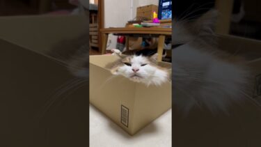 チラッとだけ映すのやめてくれる【ひのき猫】