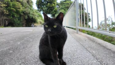 歩道にいた黒猫ちゃん、ナデナデすると小さく足踏みしてカワイイ【感動猫動画】