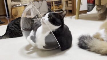 我が家の不思議ちゃんな猫はスゴく不器用でした【ひのき猫】