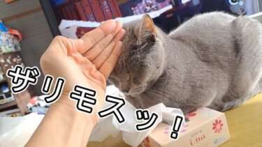 音楽に合ってるティッシュ潰しボス猫すずまろ【kokesukepapa】