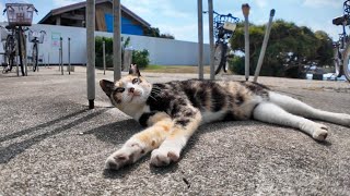 猫島のレンタサイクル店の店番猫【感動猫動画】