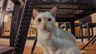 那覇の商店街アーケード内にあるホテルは毎日猫が遊びに来て楽しい【感動猫動画】