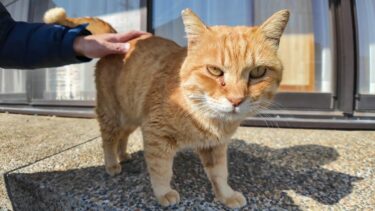 猫島の神社にいつもいる茶トラ猫【感動猫動画】