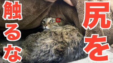 一緒に寝ていた猫のお尻を無許可で触りまくったらブチギレた…【てん動画】