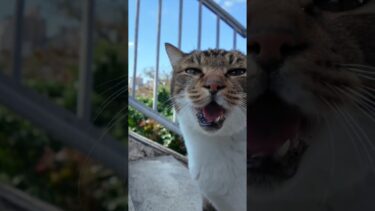 商店街の裏の公園に行ってみると猫がモフられにやって来た【感動猫動画】