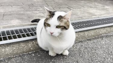 雨の日続きで溜っていたウップンを一気に発散する猫【ひのき猫】