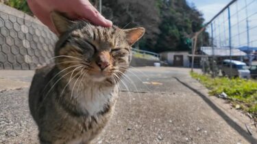 港に向かう道で人懐っこい猫に出会った【感動猫動画】