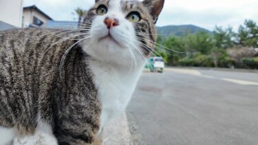 猫島の漁港近くの石のベンチに行くと猫がやってきた【感動猫動画】