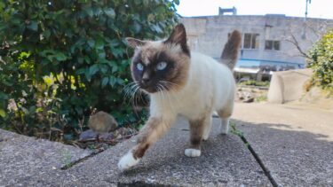 猫島で路地裏の坂道を上って行くとタヌキみたいな猫が付いてきた【感動猫動画】