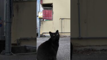 街中のコインパーキングで人懐っこい黒猫に出会った【感動猫動画】