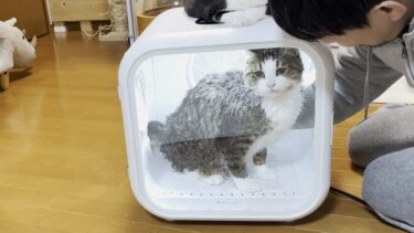 おとうさん、不機嫌なオデコに噛まれる【ひのき猫】