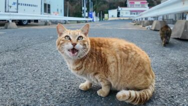 漁港の猫ちゃん、撫でられてゴロンと寝転がってカワイイ【感動猫動画】