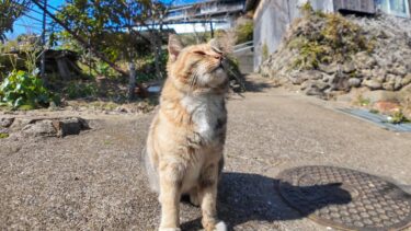 山の中腹の小道で出会った三毛猫ちゃん、坂の上のまで付いてきた【感動猫動画】