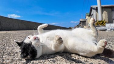 防波堤の7:3分けの猫ちゃん、広い道路まで行って寝転んでナデナデを要求する【感動猫動画】