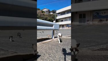 猫島の猫たち、港付近を散歩するとめちゃめちゃ付いてくる【感動猫動画】