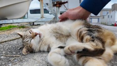 港街で出会った猫ちゃん、背中を撫でるとコテンと転がってカワイイ【感動猫動画】