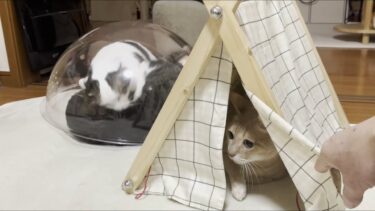 喧嘩の巻き添え被害にあってしまった猫【ひのき猫】