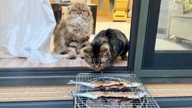 七輪でサンマを焼いてたら猫が来てとんでもない行動に出ました【ちょりちゃみチャンネル】