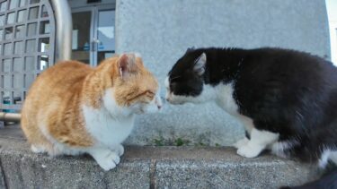 港の猫たち何か会話しています【感動猫動画】