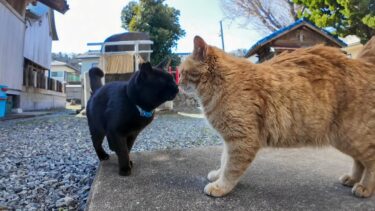 神社に茶トラ猫ちゃんがいたのでナデナデするとクロちゃんもやってきた【感動猫動画】