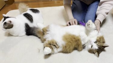 ぬいぐるみをブラッシングしていたら横から割り込んでくる猫【ひのき猫】