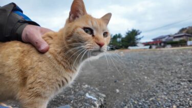 神社で出会った猫ちゃんたち、漁港の小さな桟橋まで付いてきた【感動猫動画】