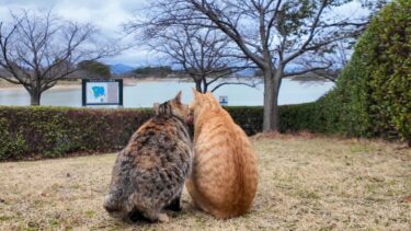 公園の仲良し猫二人組【感動猫動画】