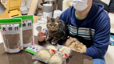 親友の手作りラーメンパーティ中に意図せず参加しに来てしまった猫【ちょりちゃみチャンネル】