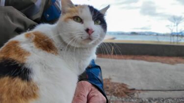 海辺の公園にいた三毛猫ちゃん、石段に座ると膝の上に乗ってきた【感動猫動画】