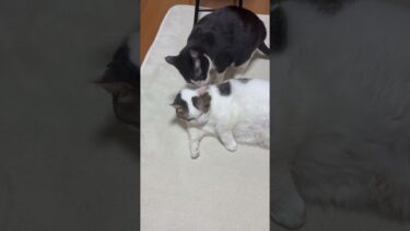 やめろって、やめろって【ひのき猫】