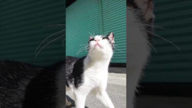 商店街の裏通りで人懐っこい猫に出会った【感動猫動画】