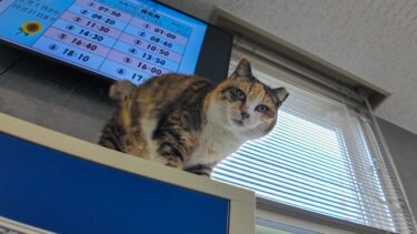 いつもロッカーの上で寝ている三毛猫ちゃん、降りてモフられにきた【感動猫動画】