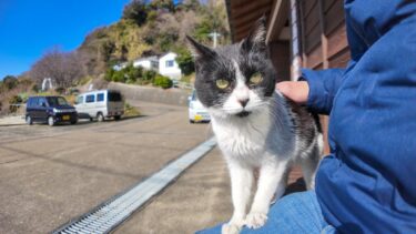 猫島のフェリー乗り場のベンチに座って猫を撫でる【感動猫動画】