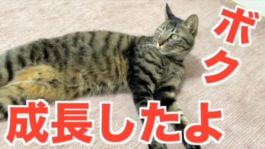 少し前まで子猫だったのにいつの間にか大人になっていた猫…【てん動画】