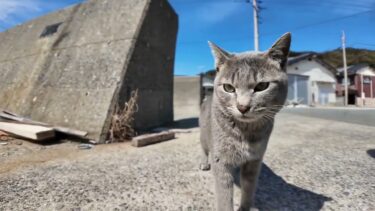 【今週のボツ動画】福岡県の猫島・公園で今週撮った未公開猫動画まとめて公開-unreleased video of this week-2025/3/1w【感動猫動画】