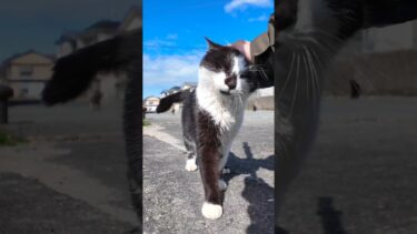 猫島で防波堤に座ると鼻インクハチワレちゃんがモフられに寄ってきた【感動猫動画】