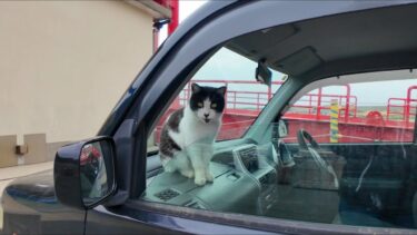 猫島に着いてフェリーを降りると港に駐車中の車の中から猫が挨拶してきた【感動猫動画】