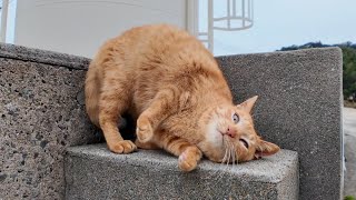 狭いけどどうしてもゴロンゴロンしたい猫【感動猫動画】