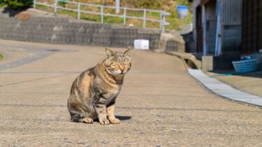 感動猫動画 のライブ配信【感動猫動画】