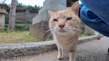 猫島に着いて神社に行くと猫たちが階段下で出迎えてくれた【感動猫動画】